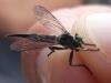 Neoitamus socius